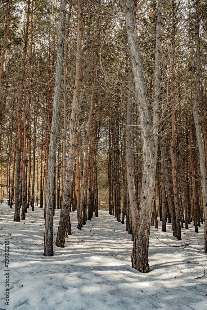 winter forest in the snow winter forest in the snow