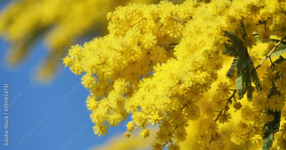 Acacia dealbata, known as silver wattle or mimosa, Provence, France