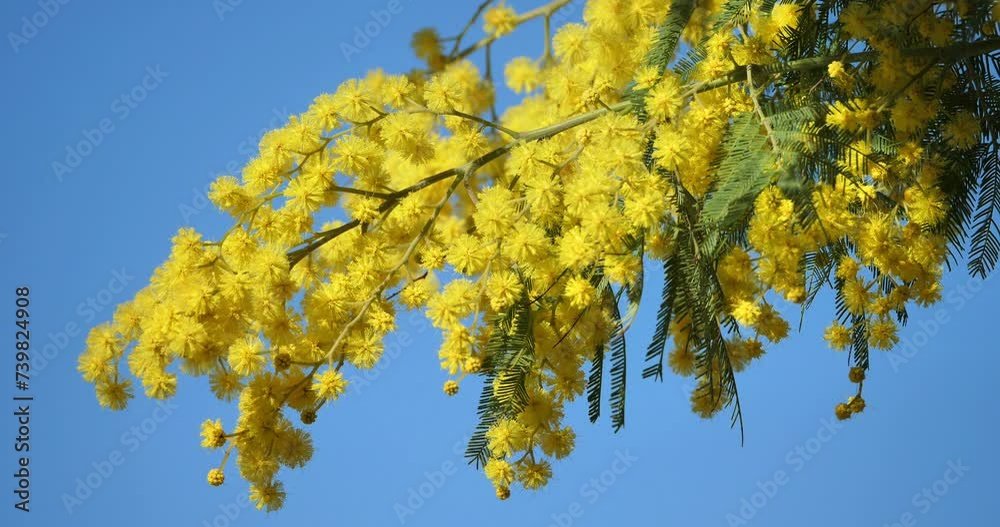 Acacia dealbata, known as silver wattle or mimosa, Provence, France