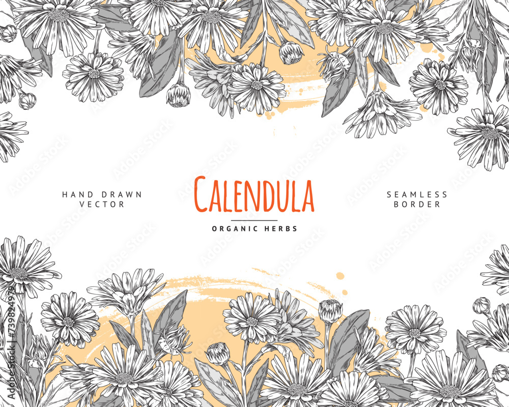 Calendula flower with leaves engraved hand drawn on floral seamless border vector design, tea plant medical organic herb