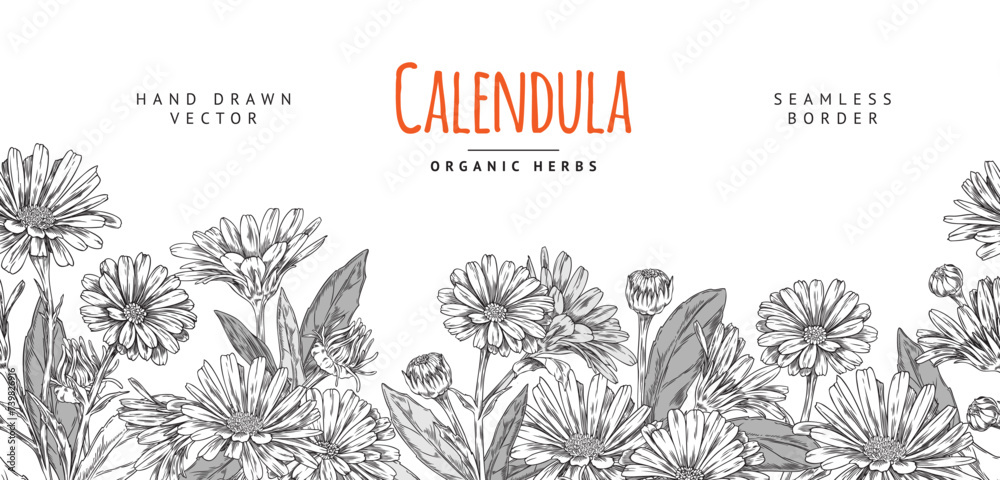 Calendula herb seamless horizontal border vector illustration on white.