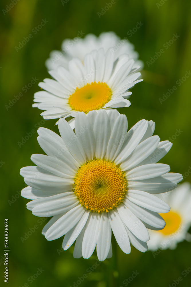Group of Chamomile Flowers on Blurred Green Background. Group of Chamomile Flowers on Blurred Green Background.