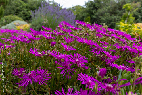 purple flowers in the field photo