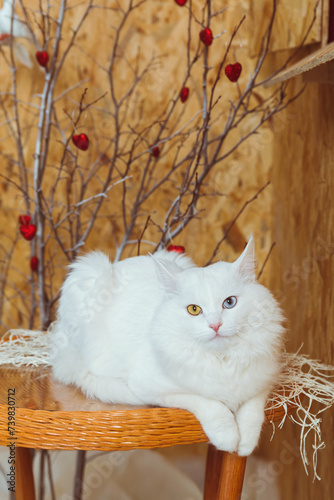 Obraz na plátně A white fluffy Angora cat with multicolored eyes lies on the table against a bac
