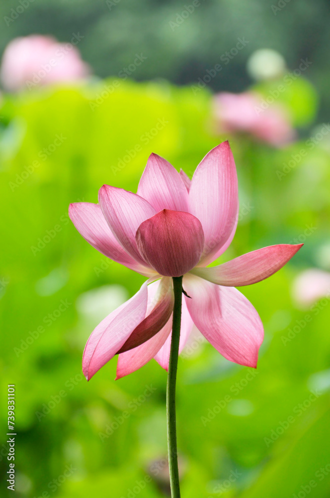 Blossoming lotus flower  and waterlily in pond