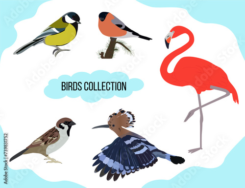 Collection of birds, tit; bullfinch; sparrow; hoopoe; flamingo; vector drawing