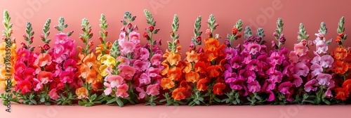 Colorful Snapdragon Flowers, Banner Image For Website, Background, Desktop Wallpaper