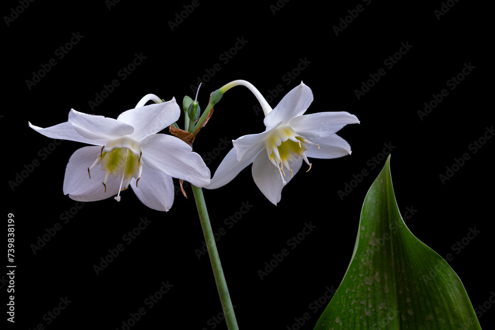 Closeup view of fresh bright white flowers of urceolina amazonica formerly eucharis amazonica aka Amazon lily isolated on black background Closeup view of fresh bright white flowers of urceolina amazonica formerly eucharis amazonica aka Amazon lily isolated on black background