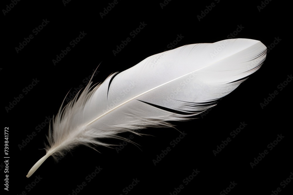Isolated white swan feather on a black background - Light as a Feather Isolated white swan feather on a black background - Light as a Feather