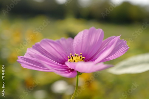 Schmuckkörbchen Blume