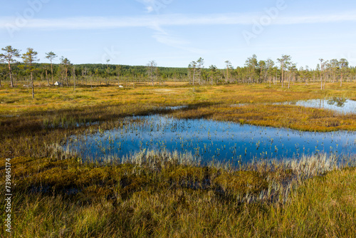 Blick über den Hamra Nationalpark in Schweden im Herbst photo