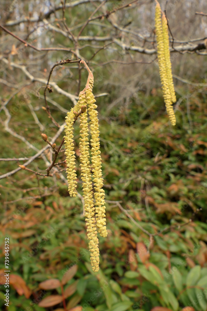 Close up of a group of catkins in a woodland setting
