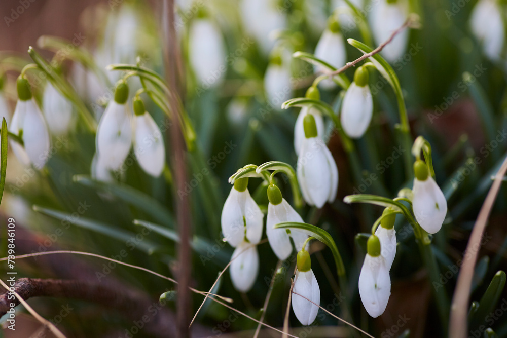 Schneeglöckchen im Frühjahr Schneeglöckchen im Frühjahr