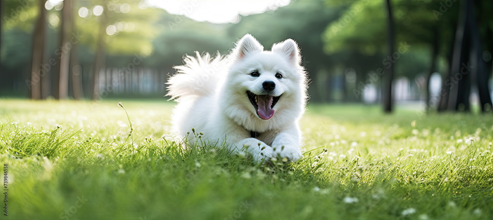 White Happy pet dog playing on green grass White Happy pet dog playing on green grass