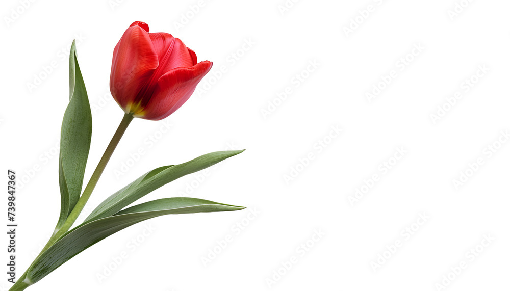 Red tulip PNG image 