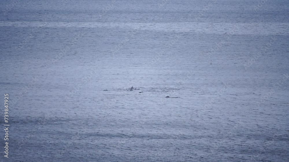 Dolphins in open sea perform jumps, swim, catch fish. Capturing dolphins in natural habitat. Dolphins in open sea perform jumps, swim, catch fish. Capturing dolphins in natural habitat.