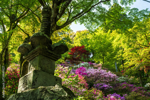 うららかな春日和に映えるツツジの花(観光スポット) Azalea flowers that shine in the bright spring weather (tourist spot) 日本(春) 九州・佐賀県(2023年) 「契園 一目一万本の絶景ツツジ」 大興善寺のツツジ(佐賀県三養基郡基山町園部) ★石段：希望の坂 ★茅葺の本堂 ★契園(ちぎりえん) ★恋人の聖地(大興善寺 契山)