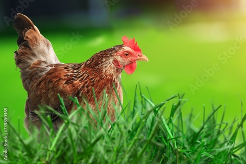 Small farm hen on green grassy field