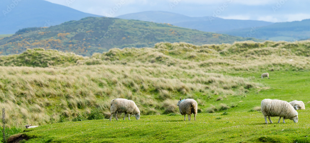 Fototapeta premium Sheep marked with colorful dye grazing in green pastures. Adult sheep and baby lambs feeding in green meadows of Ireland.