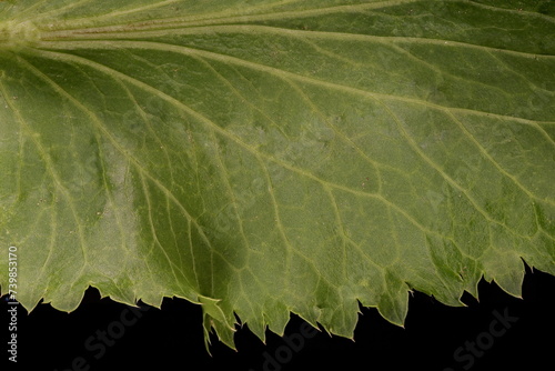 Blue Eryngo (Eryngium planum). Basal Leaf Margin Closeup photo