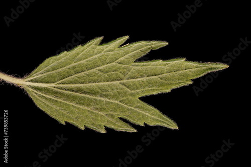 Five-Lobed Motherwort (Leonurus quinquelobatus). Leaf Closeup photo