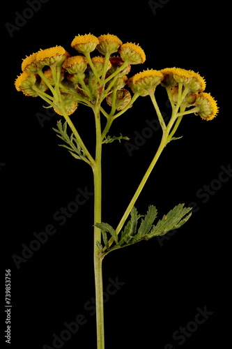 Tansy (Tanacetum vulgare). Synflorescence Closeup photo