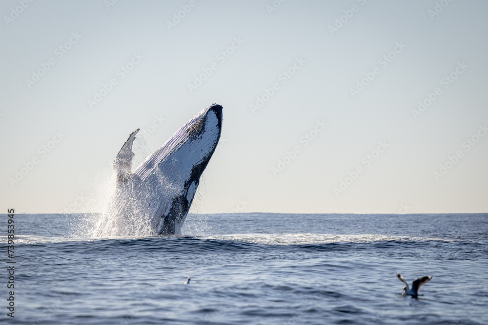 Fototapeta premium Whale breaching in the ocean on the humpback highway