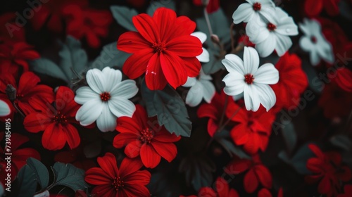 Red and white flowers with dark leaves.