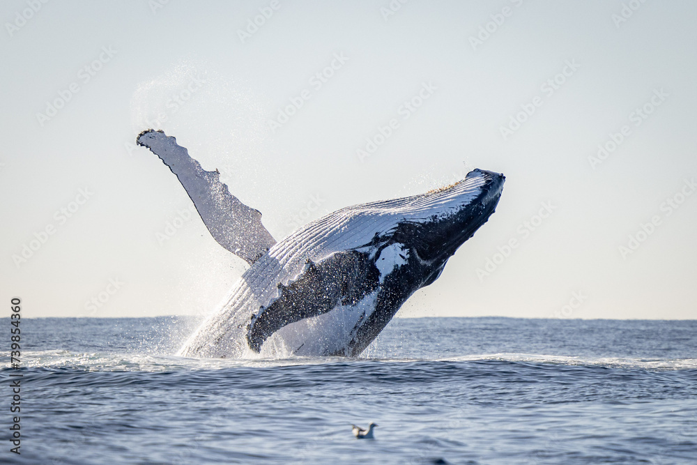 Fototapeta premium Whale breaching in the ocean on the humpback highway