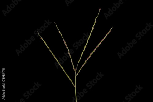 Smooth Finger Grass (Digitaria ischaemum). Inflorescence Closeup