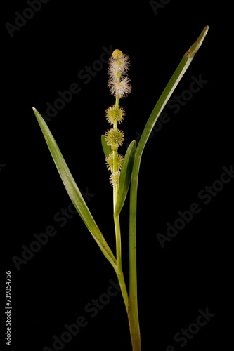 Unbranched Bur-Reed (Sparganium emersum). Habit photo