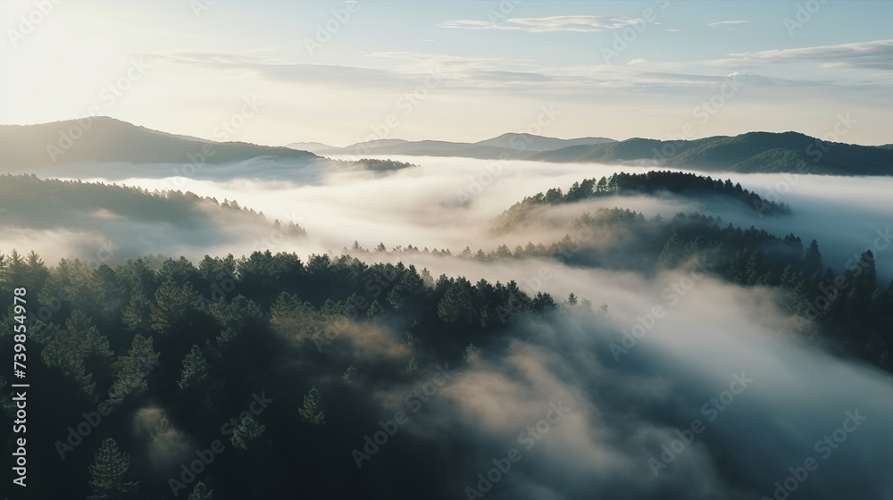 Aerial view of fog over pine forest: mysterious, atmospheric scenery.