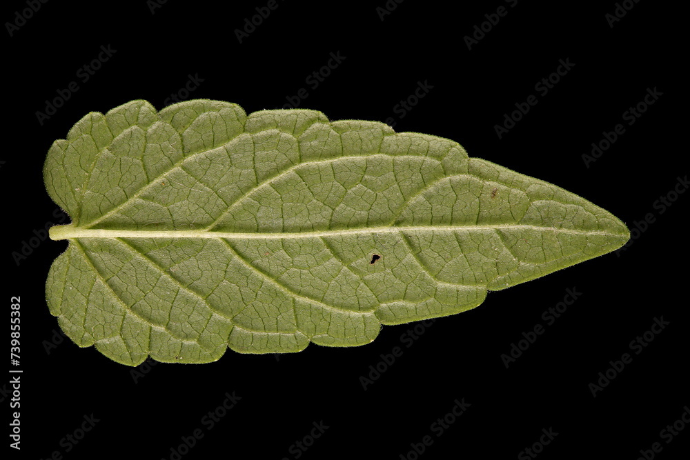 Obraz premium Common Skullcap (Scutellaria galericulata). Isolated Leaf Closeup