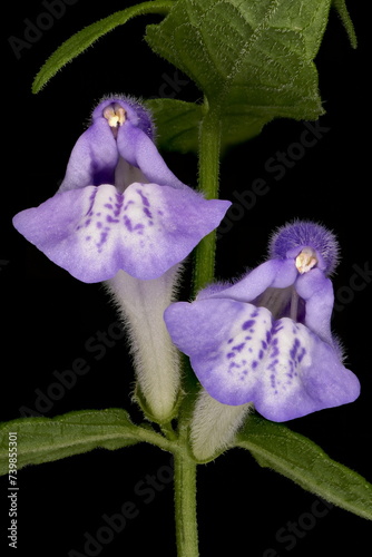 Common Skullcap (Scutellaria galericulata). Flowers Pair Closeup