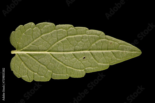 Common Skullcap (Scutellaria galericulata). Isolated Leaf Closeup photo
