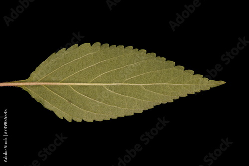 Vietnamese Balm (Elsholtzia ciliata). Leaf Closeup