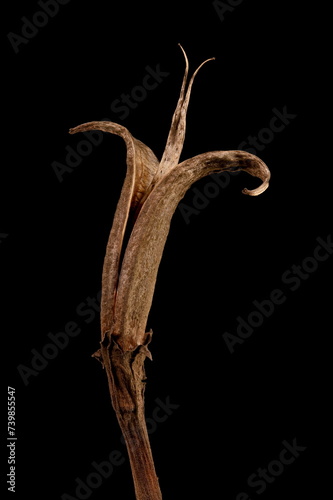 Hardy Gloxinia (Incarvillea delavayi). Mature Fruit Closeup