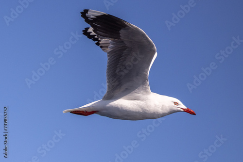 Silver gull flying in the sky