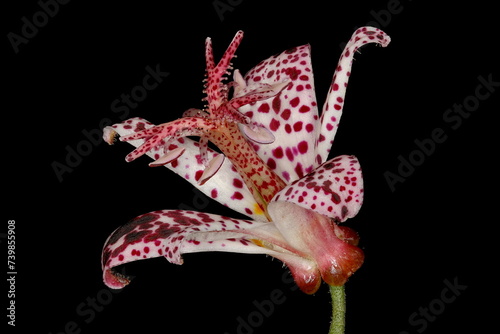 Slika na platnu Hairy Toad Lily (Tricyrtis hirta). Flower Closeup