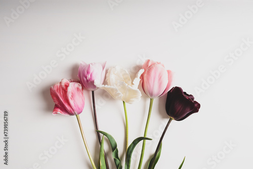 Floral composition with beautiful colorful tulips in full bloom on white background, top view, flat lay style. Spring flowers.