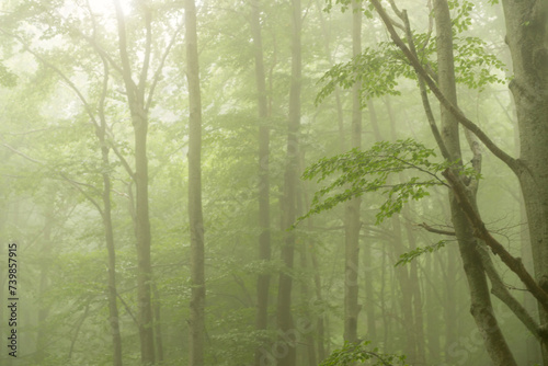 Mystical Forest  A Serene Ecstasy of Mystery and Enchantment