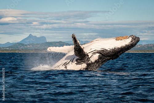 Tableau sur toile Whale breaching in front of Mount Warning, Australia along the humpback highway