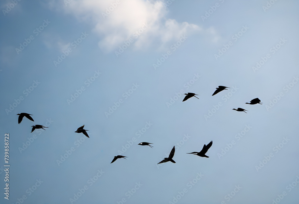 migratory birds flying on sky, minimal style	
