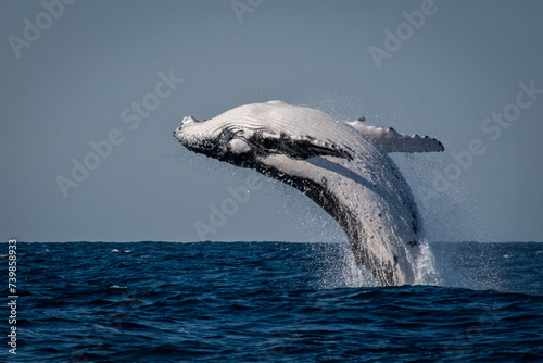 Whale breaching in the ocean 