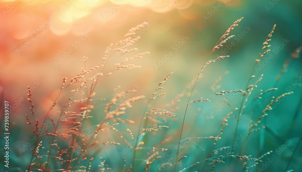 Grass flower in meadow at sunset or sunrise. Nature background