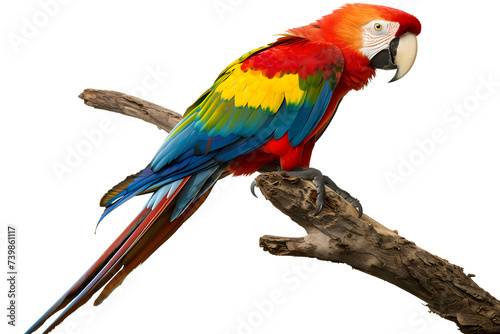 Vibrant Scarlet Macaw Parrot Perched on Branch - Isolated on White Background 