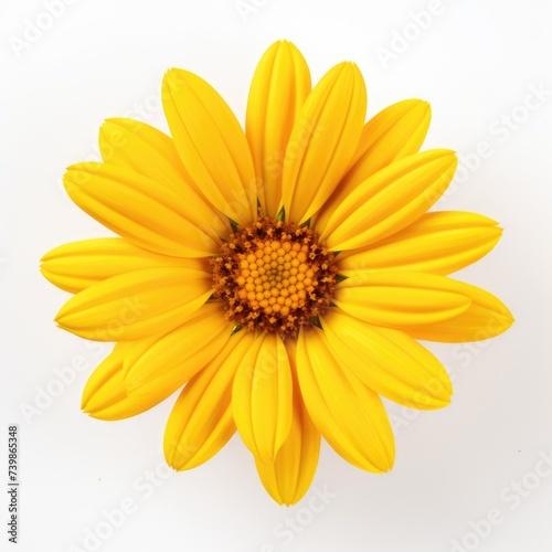Yellow Daisy. Beautiful Wildflower with Yellow Blossom  Isolated on White Background