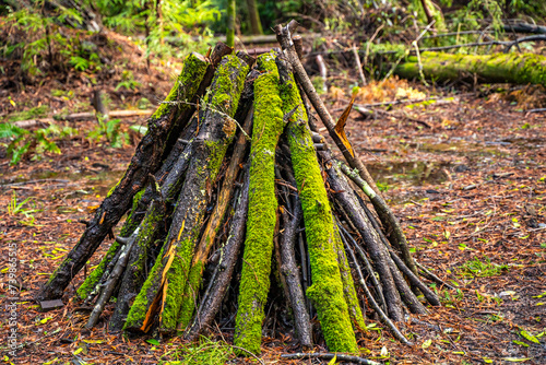 Branches folded like a hut, prepared for burning. Henry Cowell Redwoods State Park.  photo