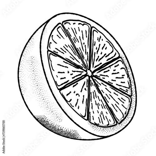 Orange fruit vector drawing. Summer food engraved  illustration.