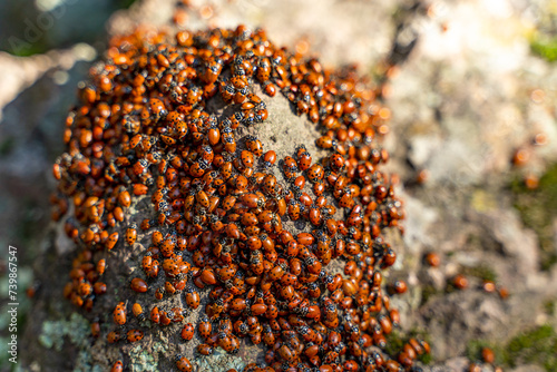 Mass of Convergent Ladybugs (Hippodamia convergens) in the winter timeat Pinnacles National Park photo